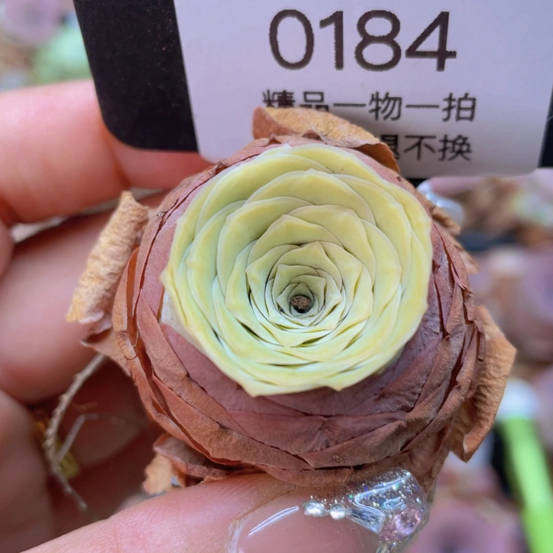 山地玫瑰0184裸根发货断枝不包损不售后