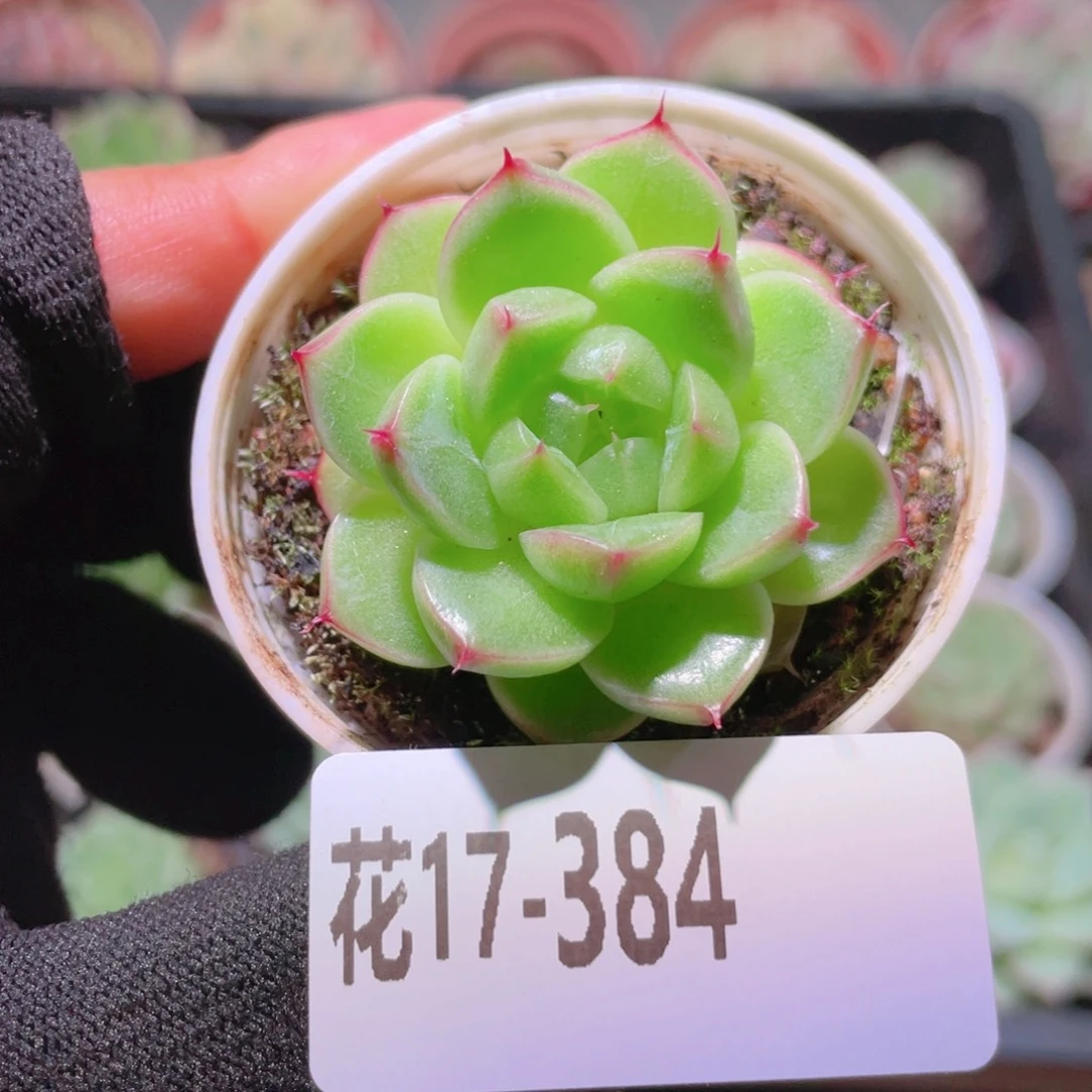花利美17-384海王