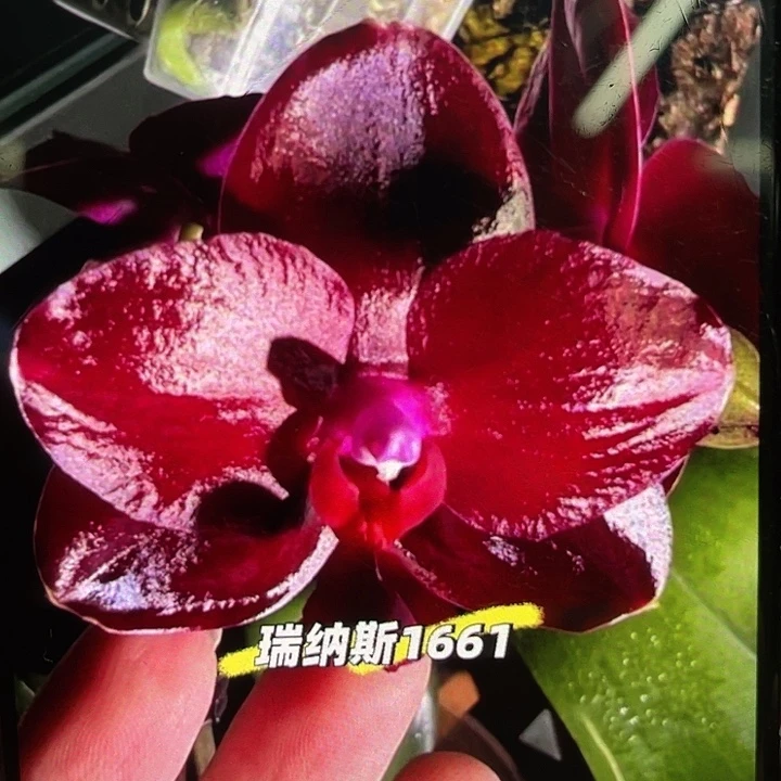 当前无花栽培后可以开花1.7瑞娜斯1661