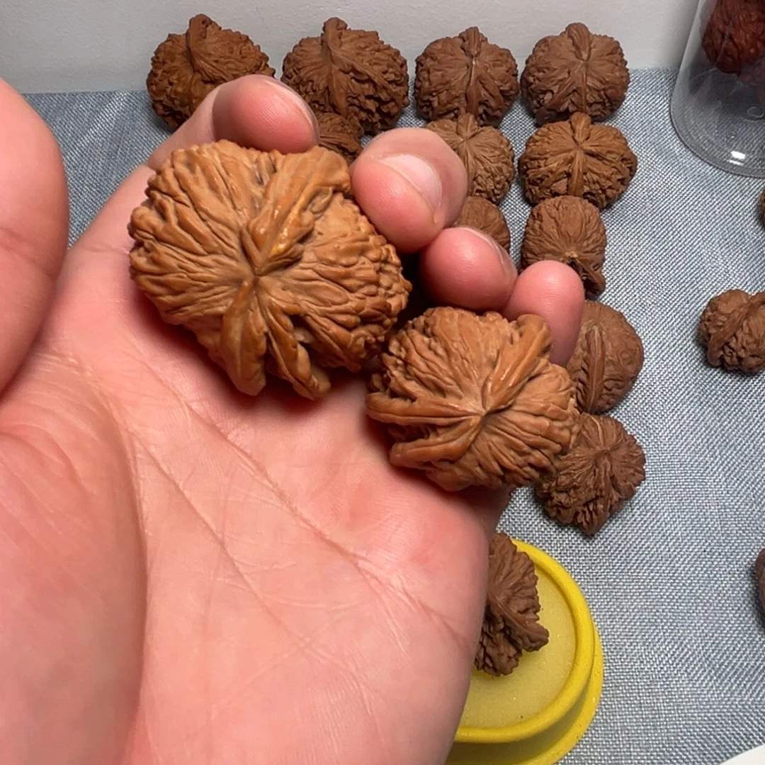 白狮子子母核桃核桃