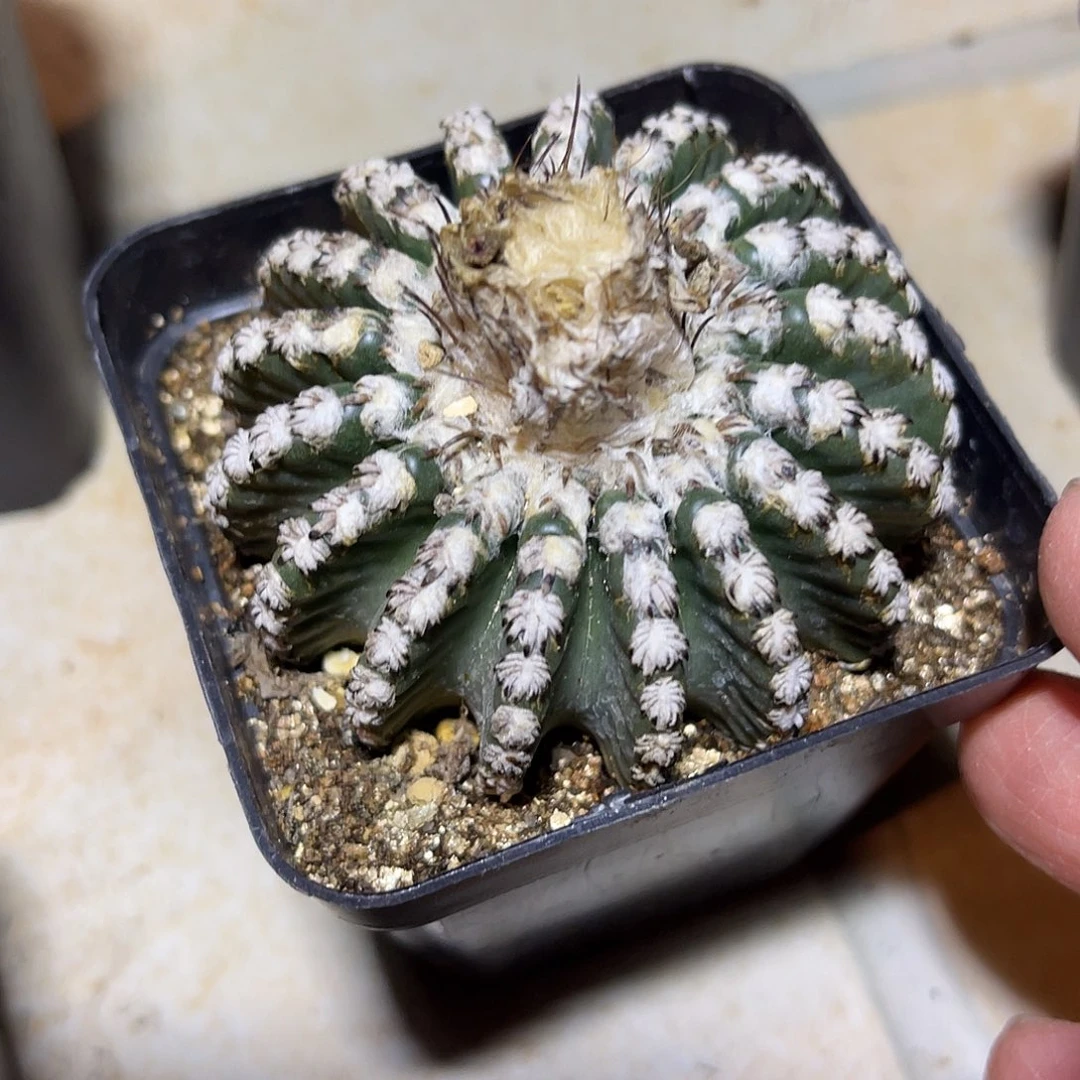 奇异球一物一拍下单包邮