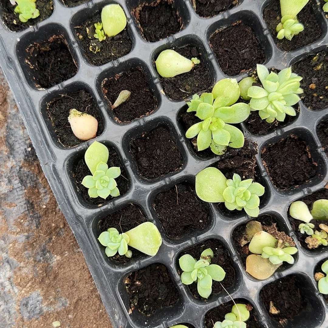 云间中苗穴一个满25包邮