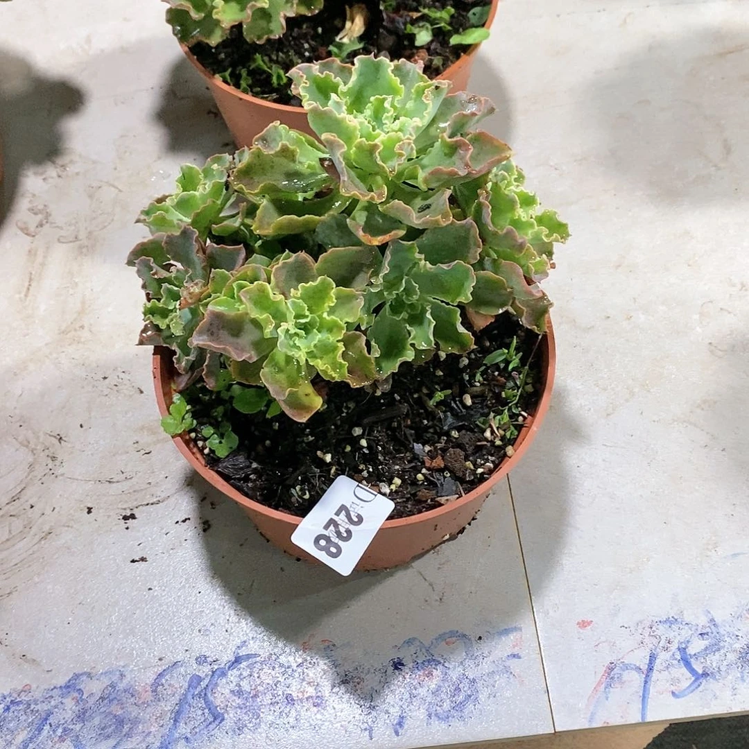 左****姐228蓝狐多肉植物