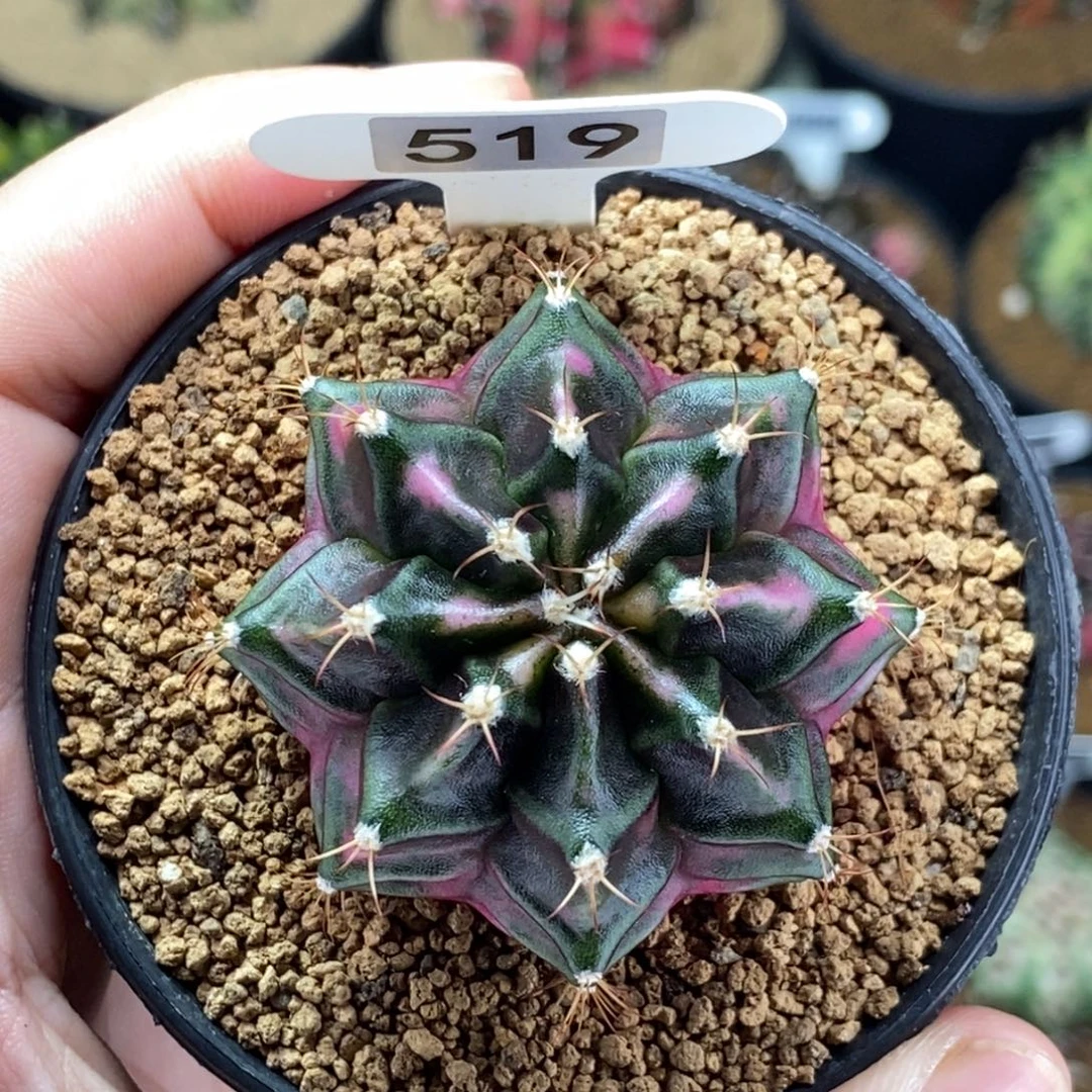 米哈肋骨仙人球07