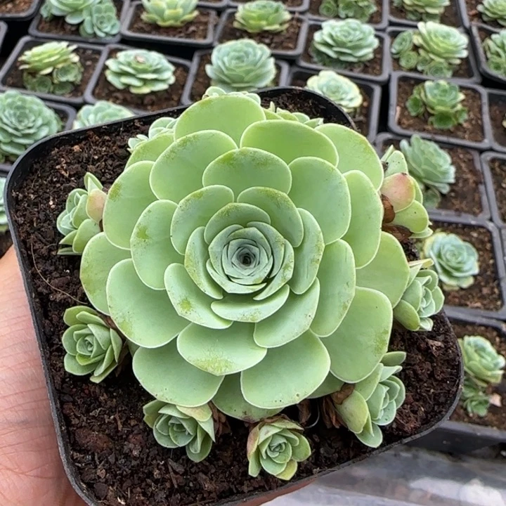 红色捧花9厘米1242424