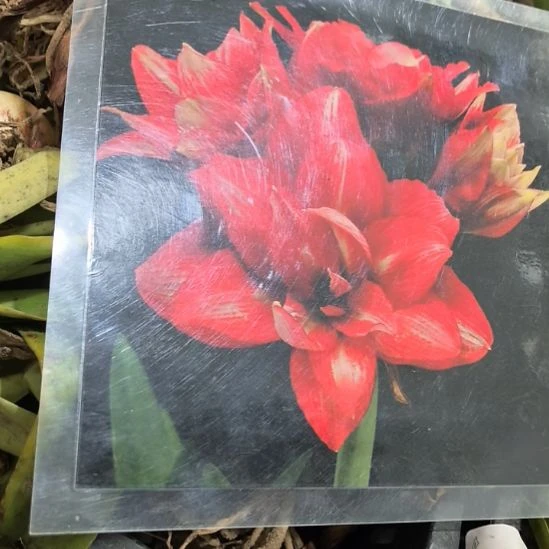 当前无花栽培后可以开花精卫5厘米裸根球