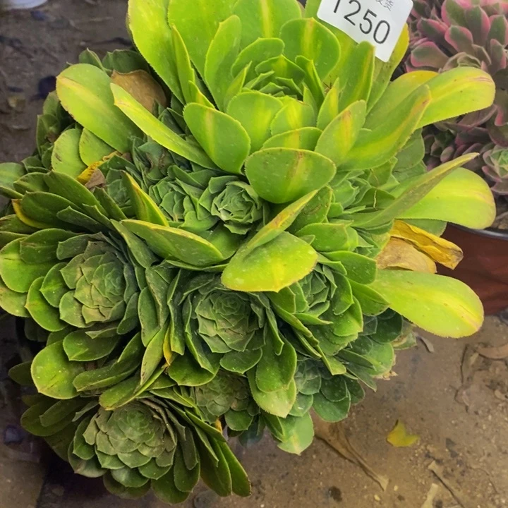 绿羊绒多肉断头不包1250