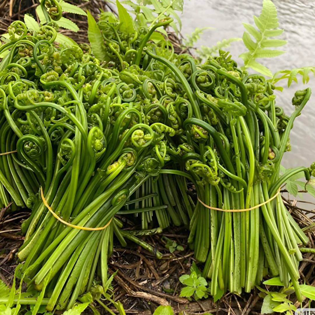 广西桂林野水蕨菜龙爪菜新鲜现摘现发无污染猫爪菜拳头菜新鲜