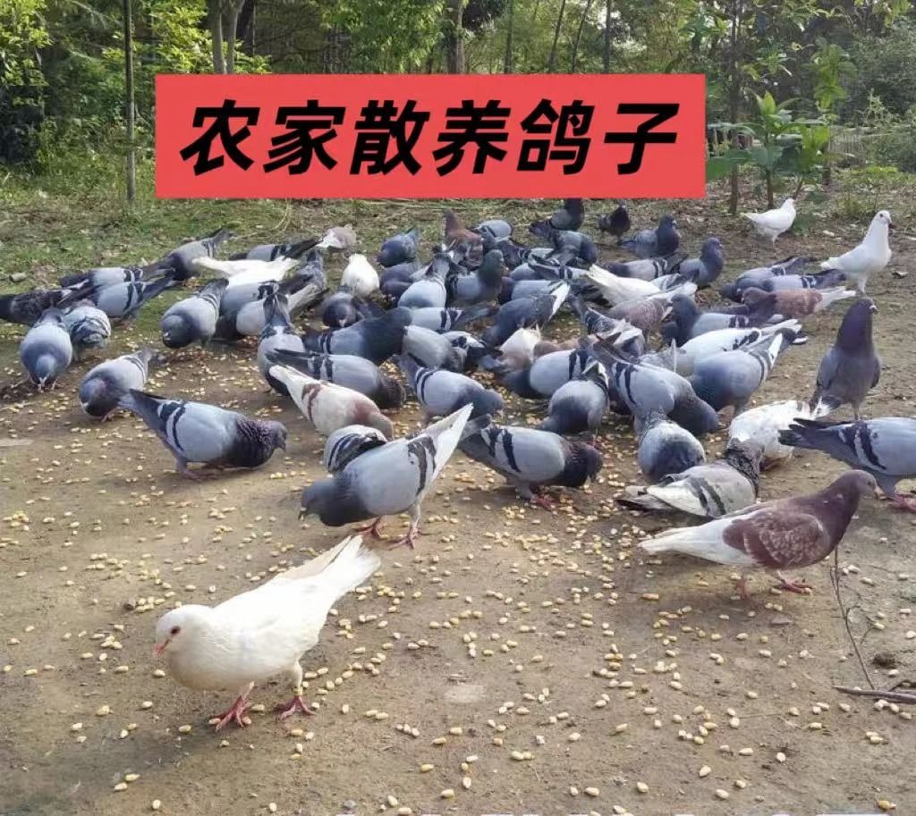 广西农家散养鸽子