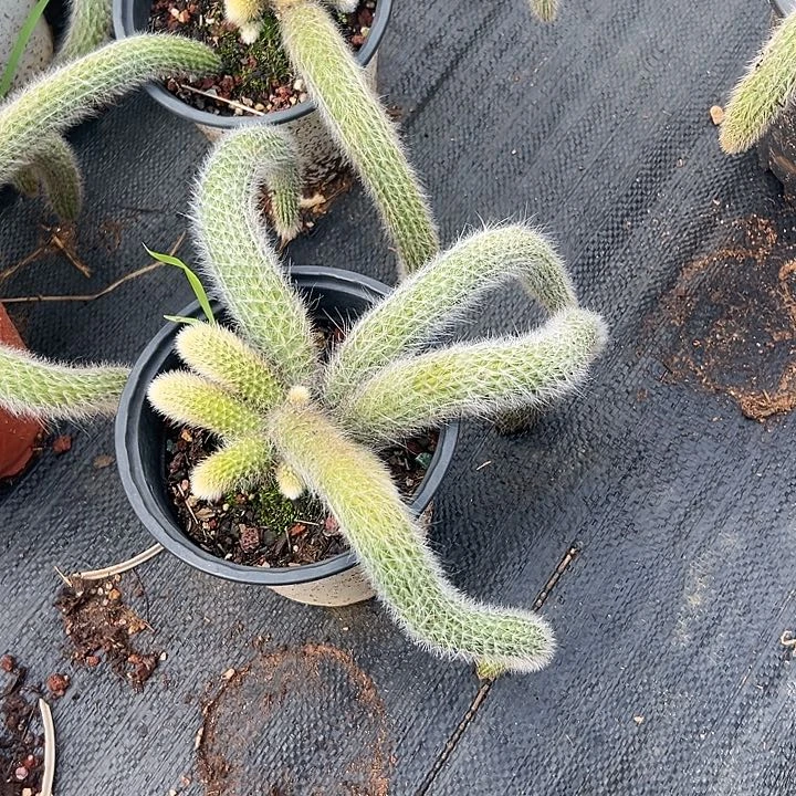 从***过多肉植物实物直播实物305
