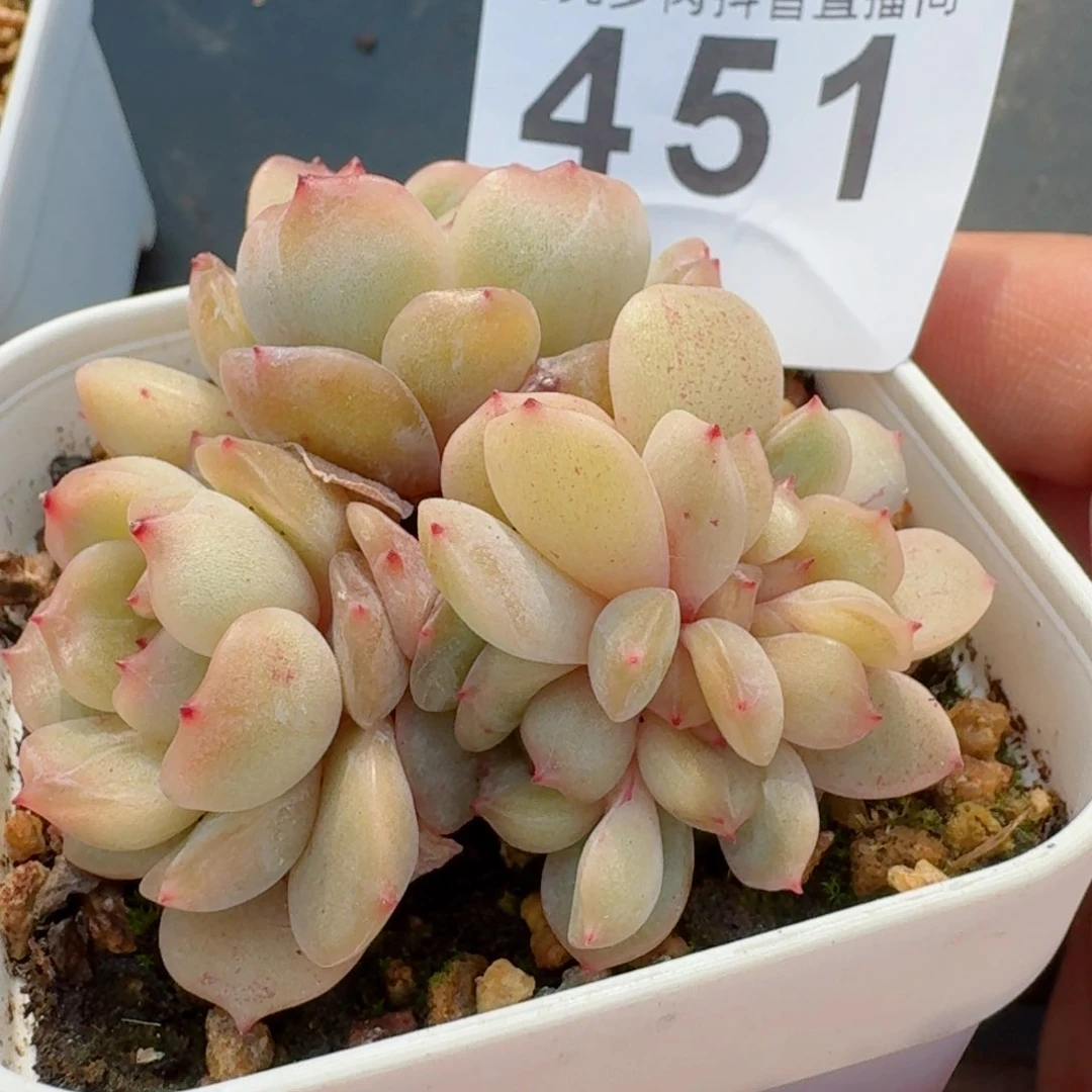 缀化红色恋人         精品多肉