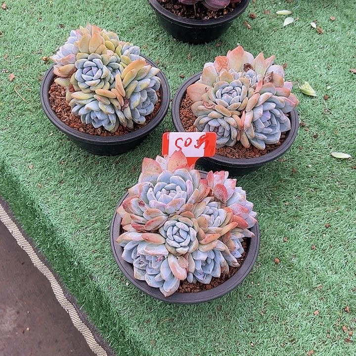 50石流带盆一个多肉植物