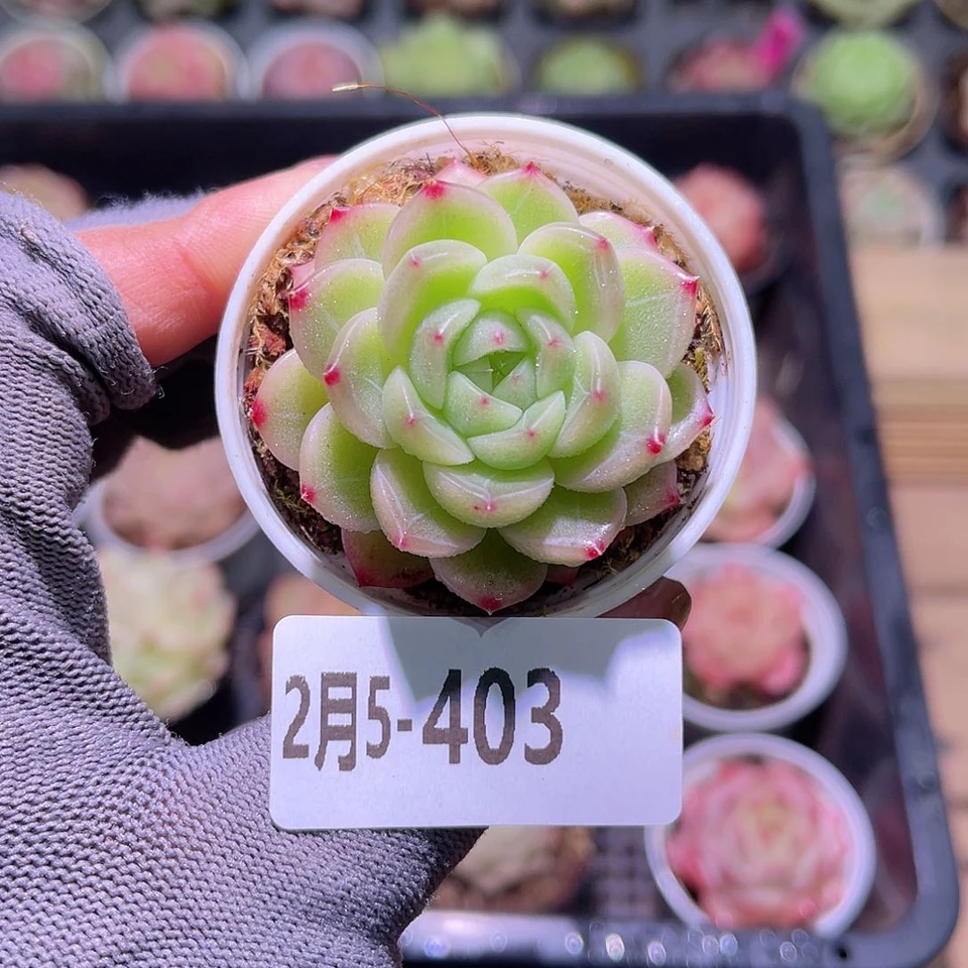 花05-403新麦秆单头