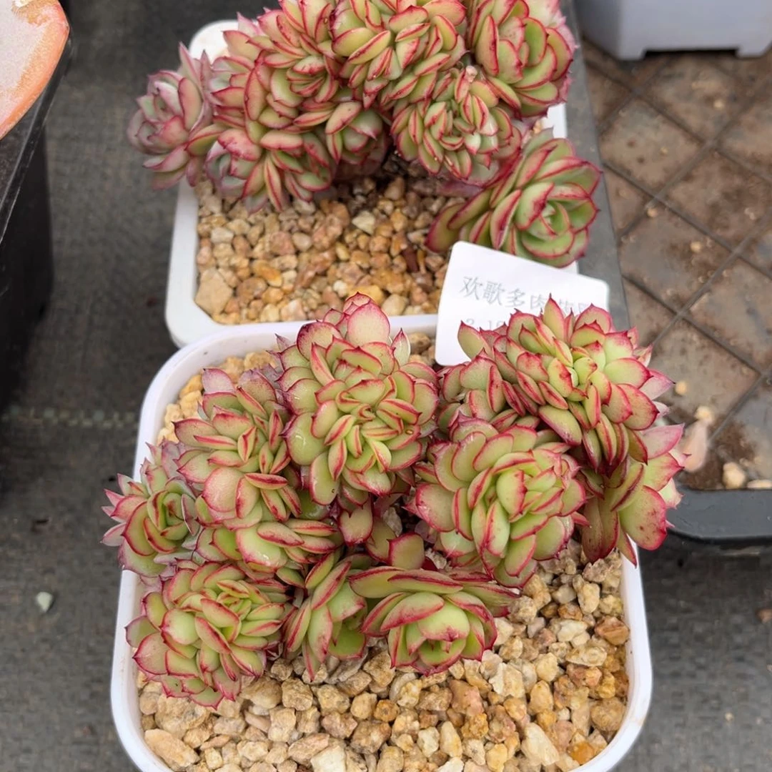 P*酱2.16-2牡丹亭两个11111111