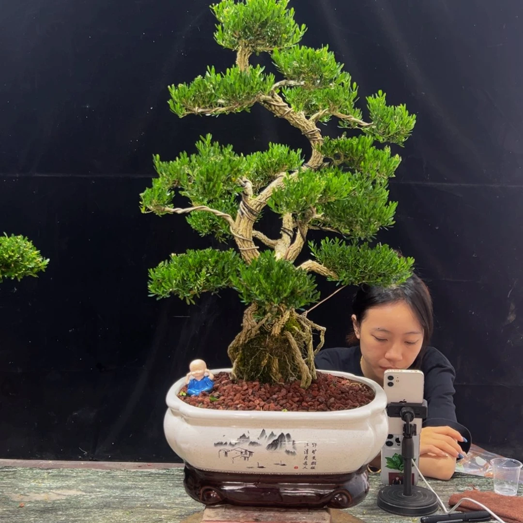 无花朵广东黄杨四季常青