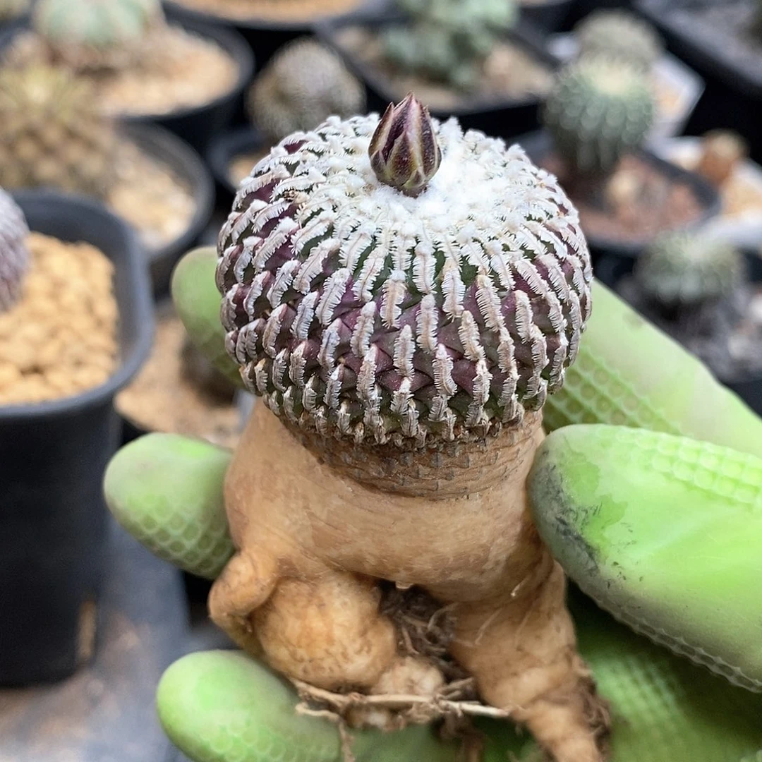 渣*渠实生精巧殿仙人球