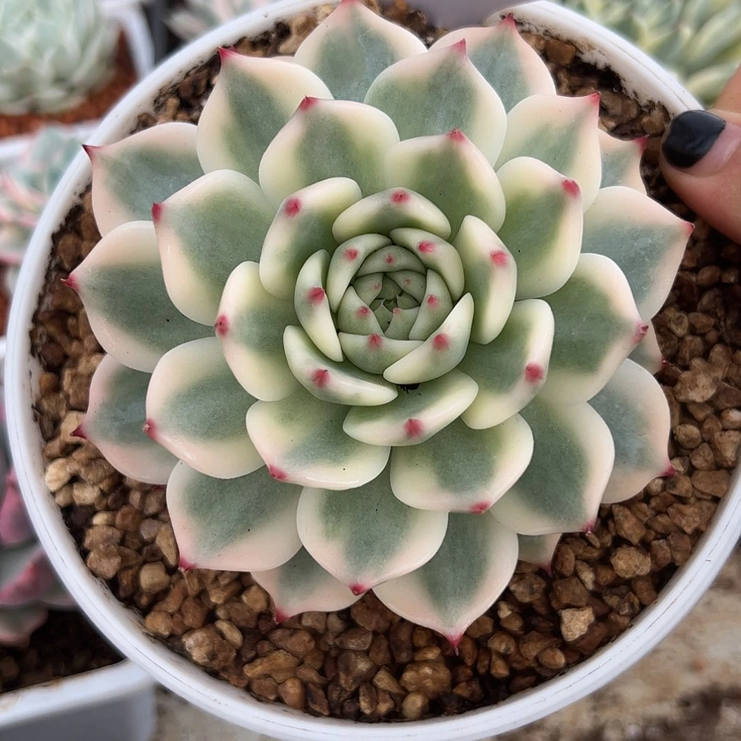 0189吉娃娃锦10.5cm多肉植物