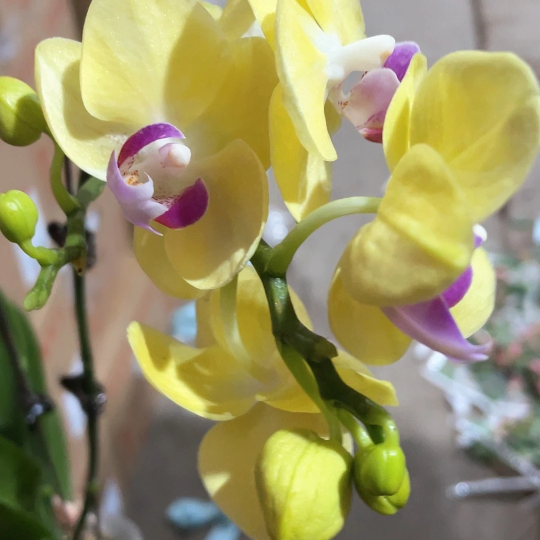 大部分花苞少量开放黄色兰花