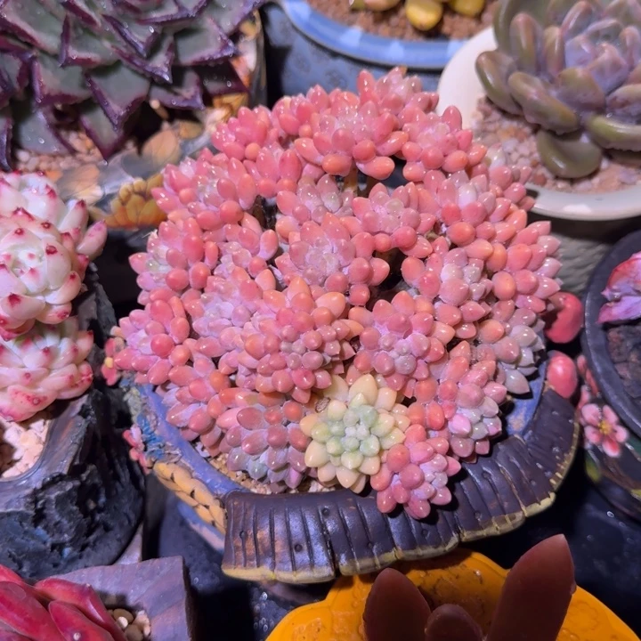 星黛露 群生 一物一拍