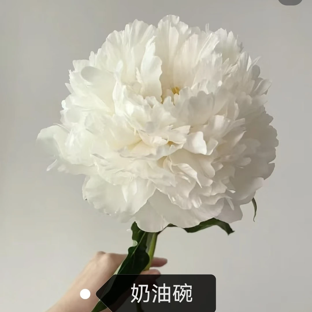 进口芍药奶油碗白色