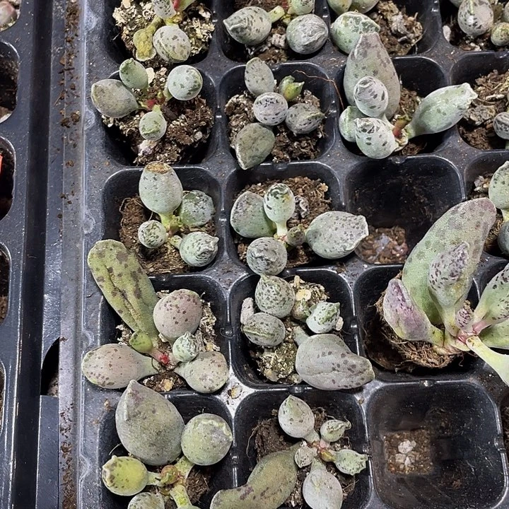 小海豹1元带土发货