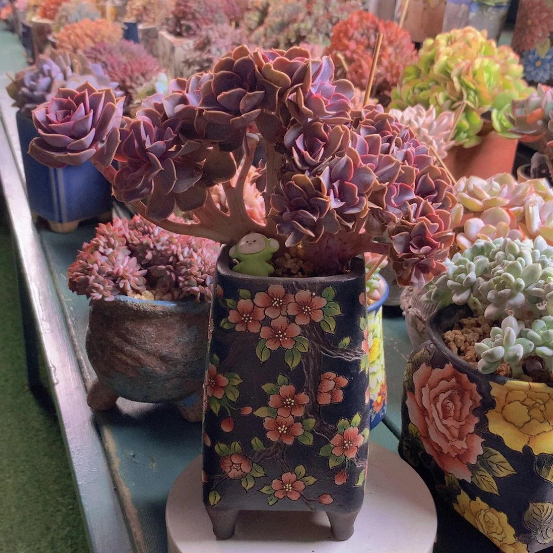 紫丁香朵朵无砍自然群