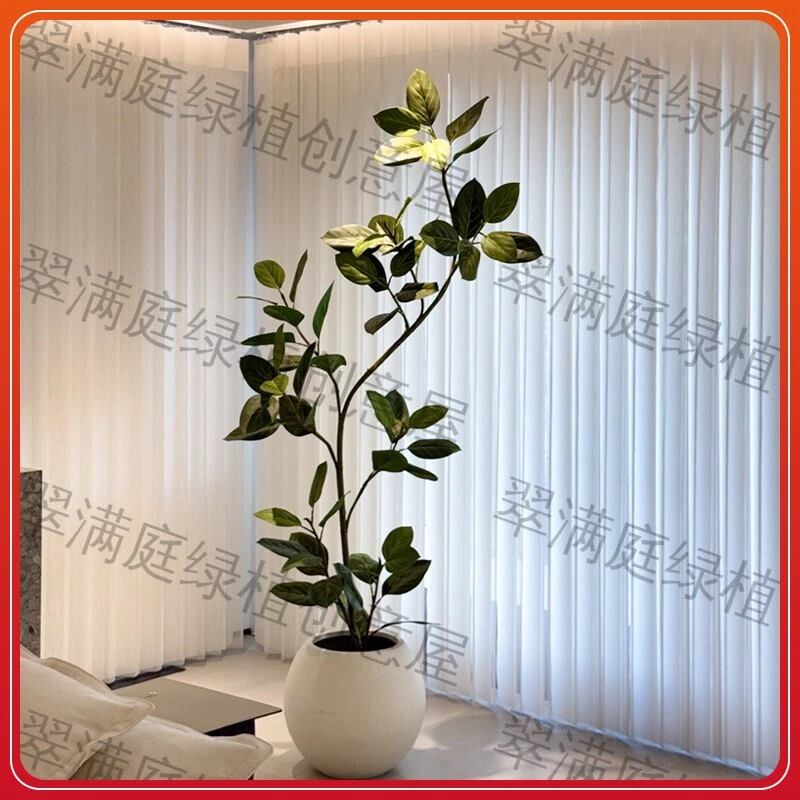 造型黑金刚橡皮树客厅大盆栽室内大型绿植好养四季办公室阳台植物