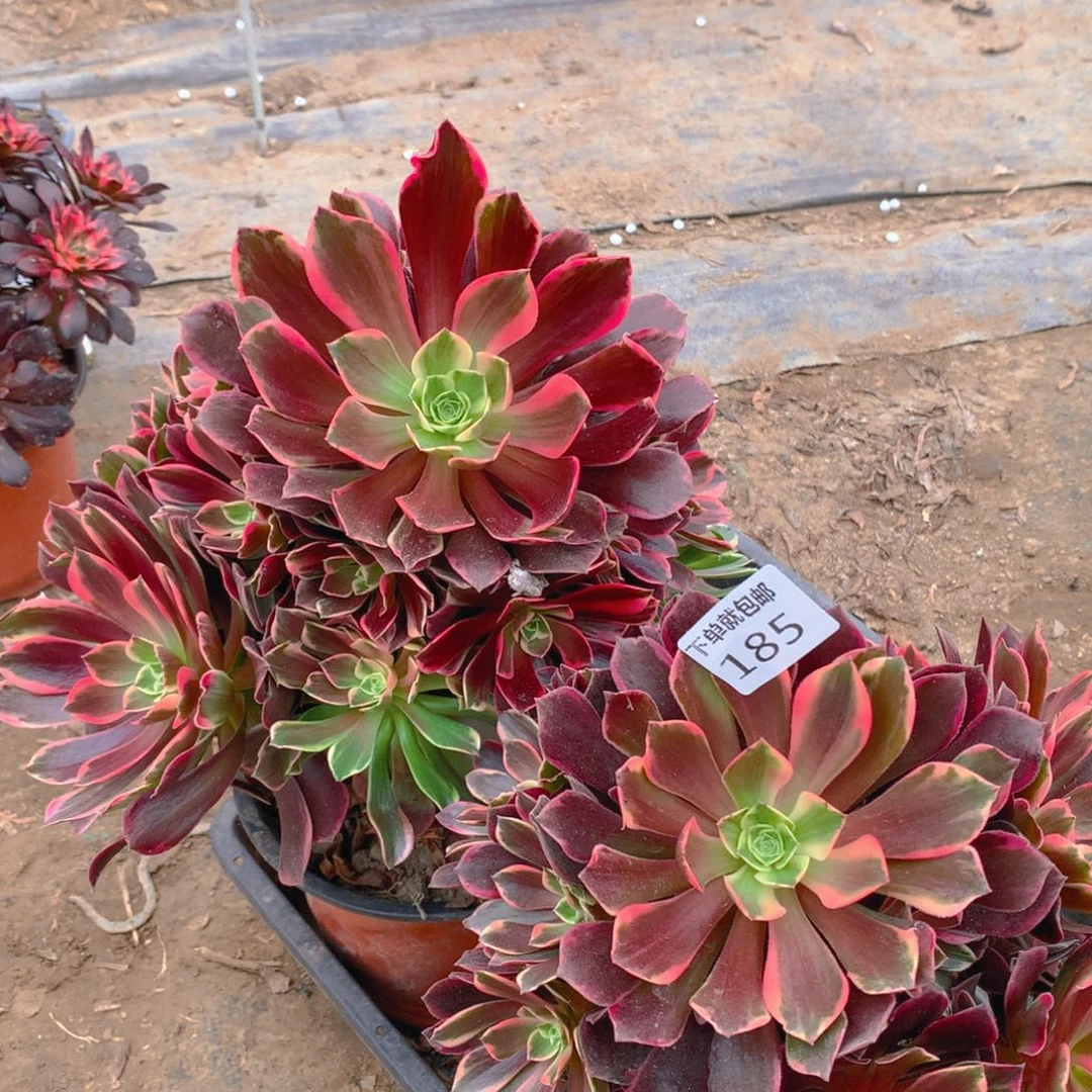 185法师组合老桩多肉