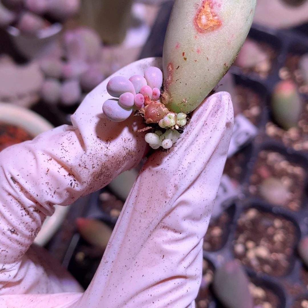 米可奶酪多肉米可奶。