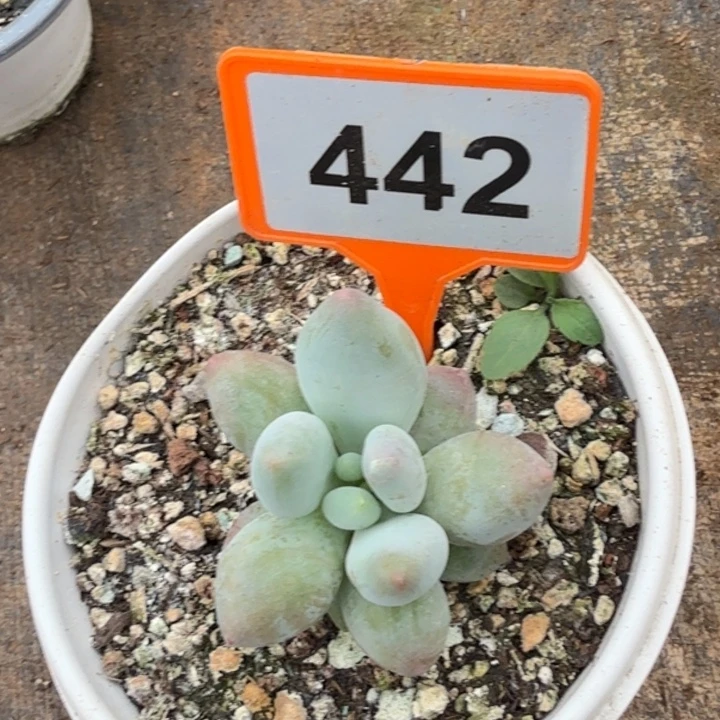 平***亿白兰地一物一拍442