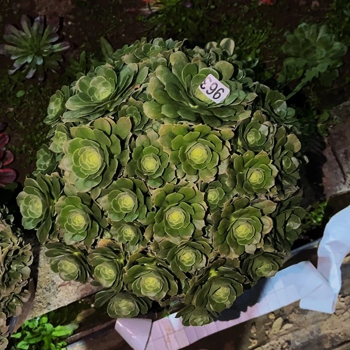 963绿玫瑰多肉植物