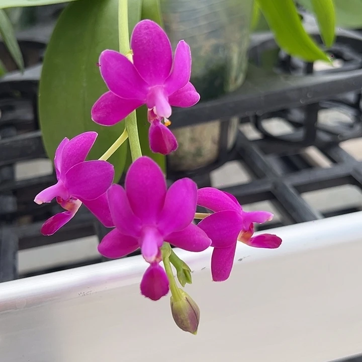 完全开放红马丁开花