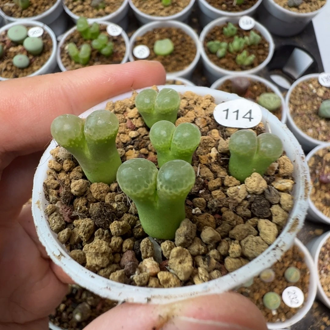 粉樱一颗脱土114000