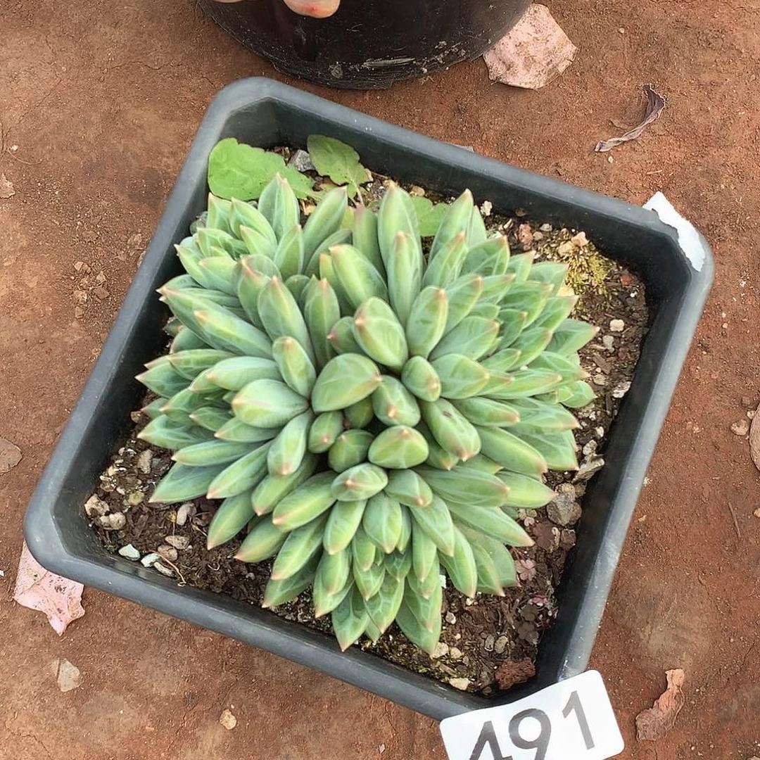 491青花瓷一物一拍多肉