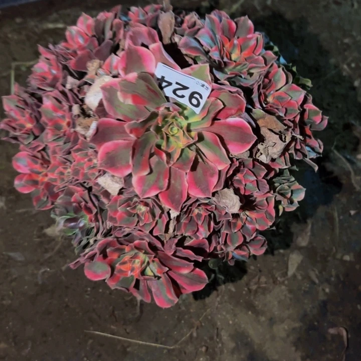 924女妖多肉植物不售后