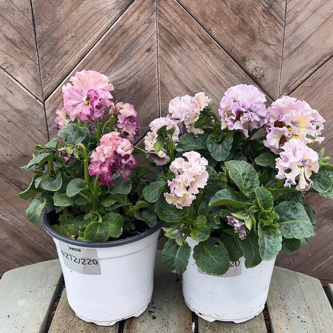 完全开放1212/220