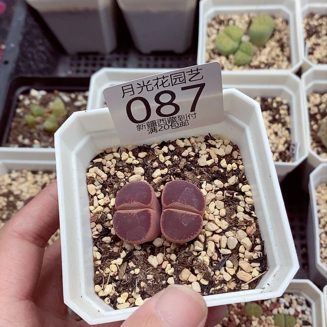 我要做自己爱干就087