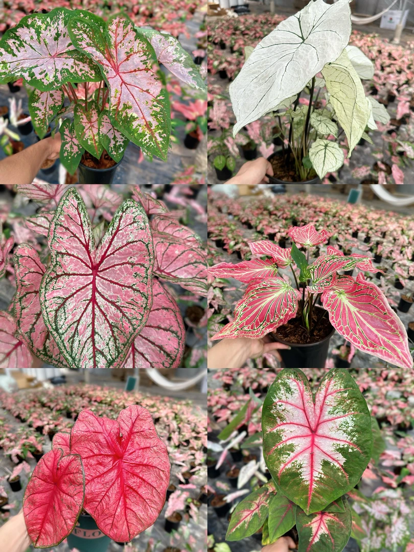 【彩叶芋合集】白色恋人粉色和声粉色飞溅ins风高级客厅阳台好养