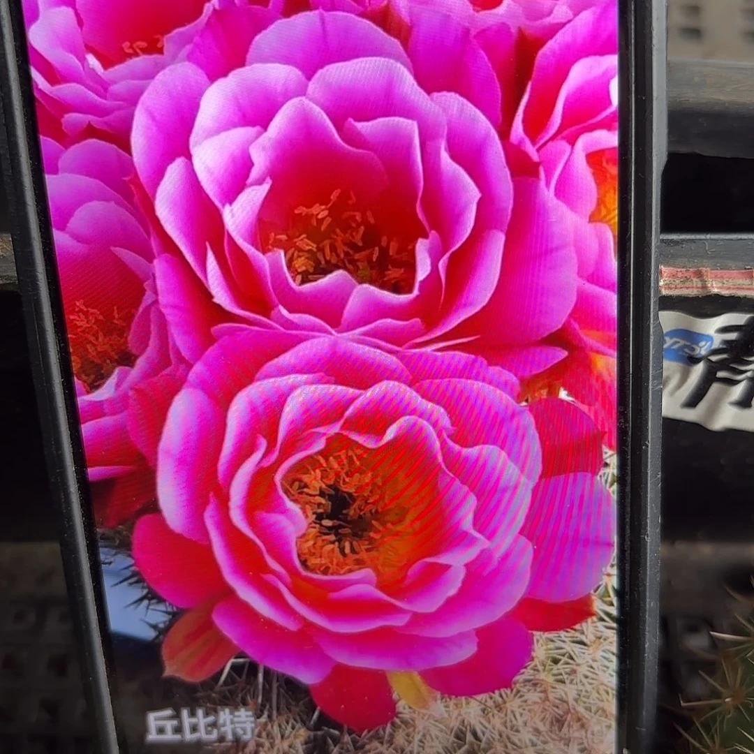 丘比特侧牙20包邮仙人球45