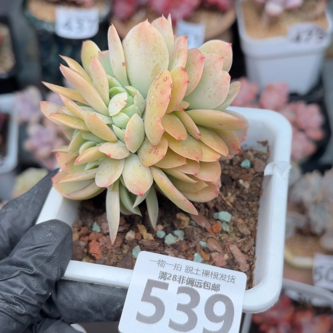 碧桃缀无盆土发货