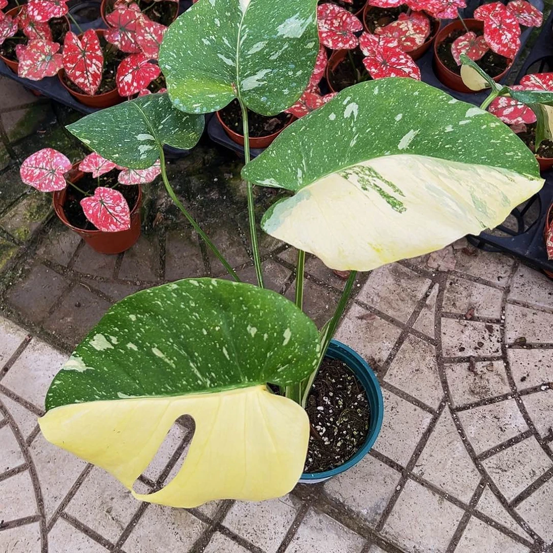 *****完全开放一物一拍8362