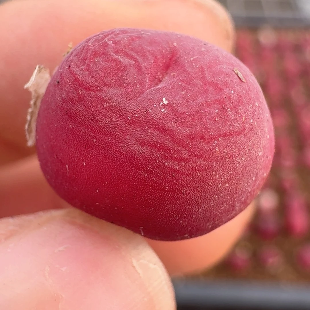 66特选红毛0000000000000