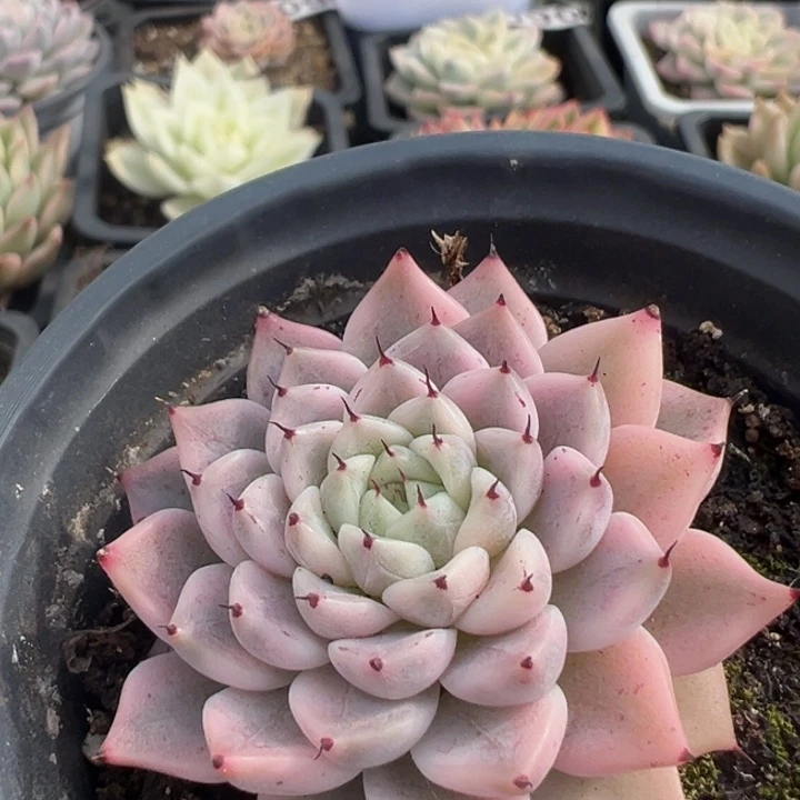 妲己一物一拍锦龙