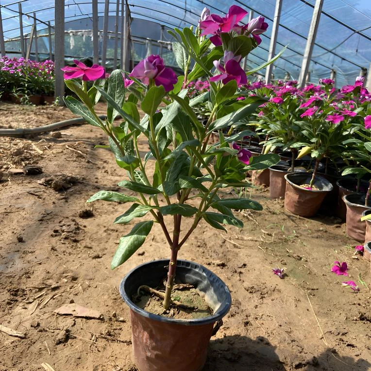 木本 长春花 盆栽四季开花耐热好养适合阳台庭院种植