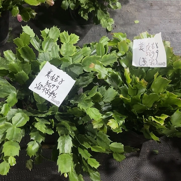 美***子当前无花栽培后可以开花