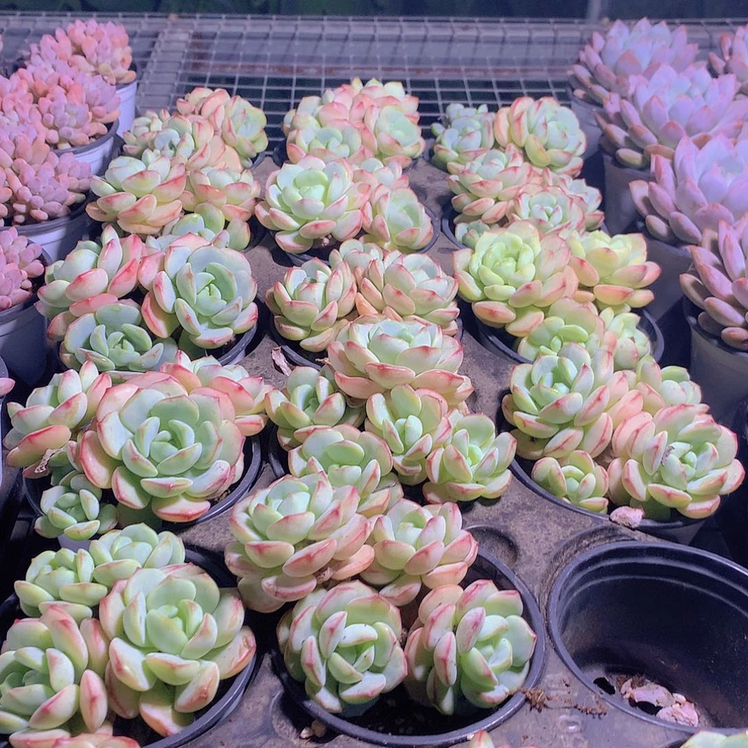香草碧斯346778999999