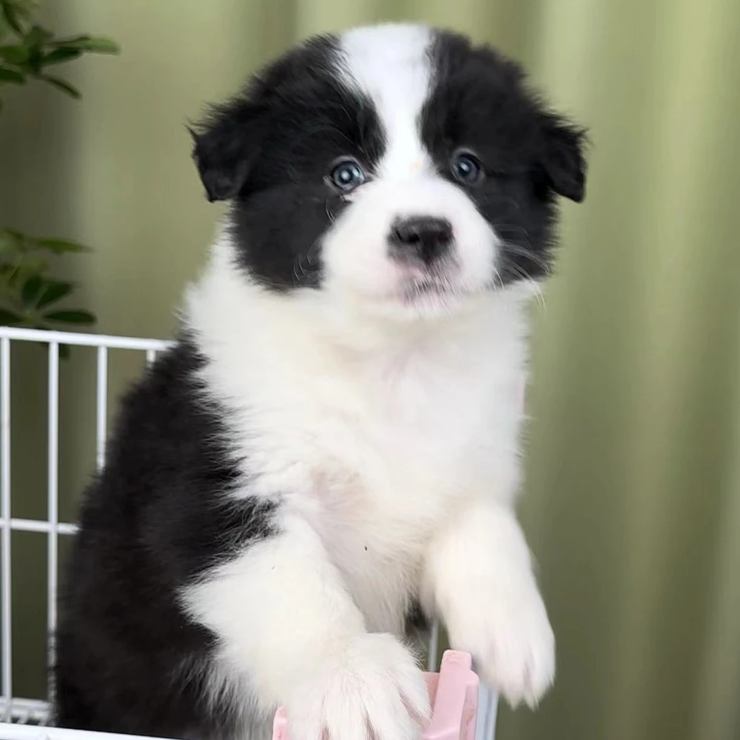 【锦绣边牧】边牧幼犬宠物活体专用链接