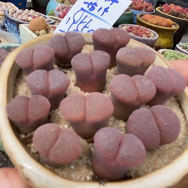 风铃c10一颗