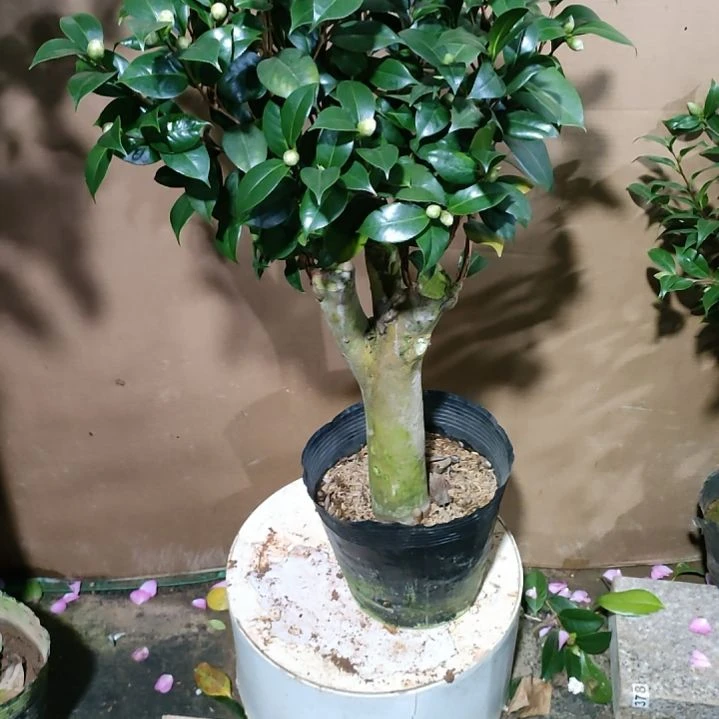 907五品，原盆原土发货，不包邮