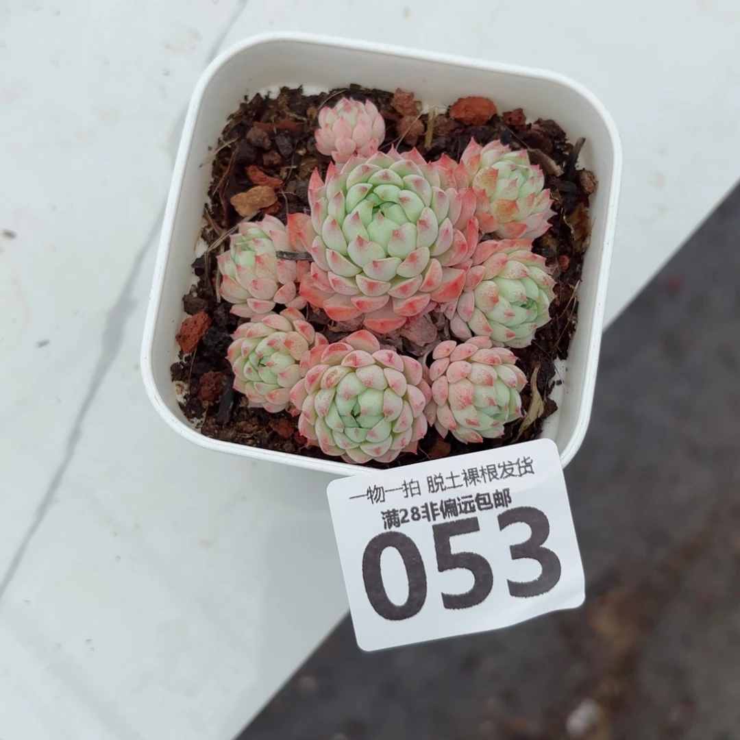 小粉梅无盆土发货